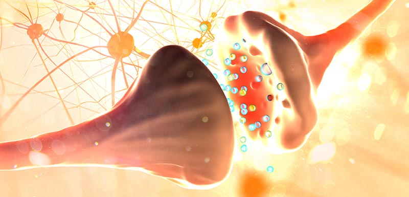 Neurones et connexion synaptique